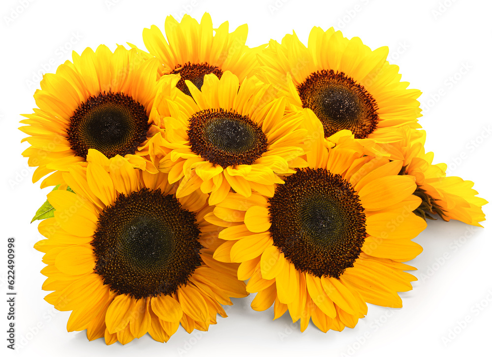 Beautiful sunflowers on white background