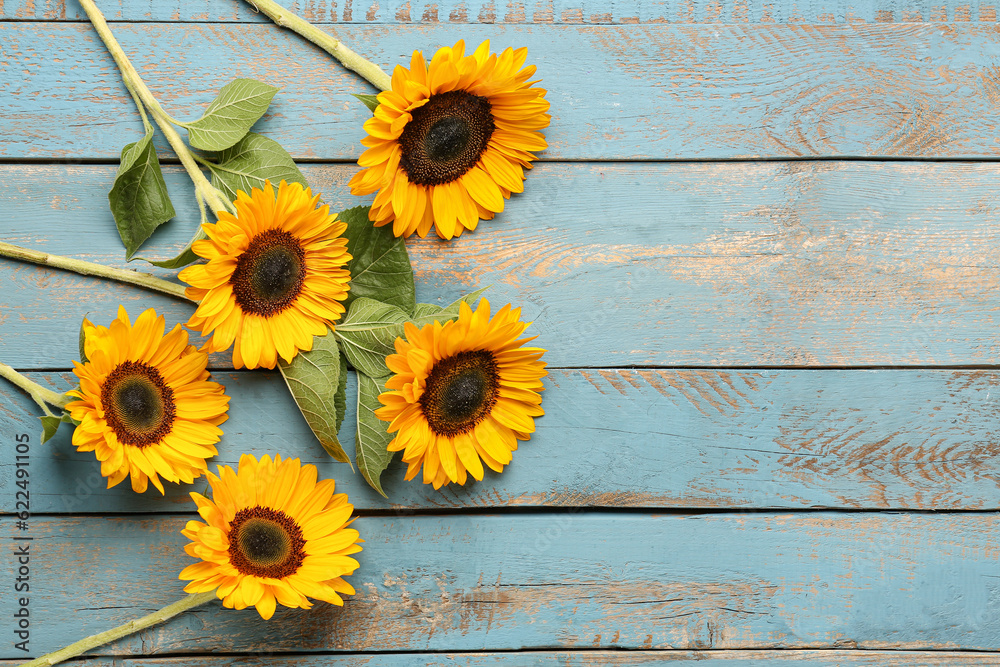 Beautiful sunflowers on blue wooden background