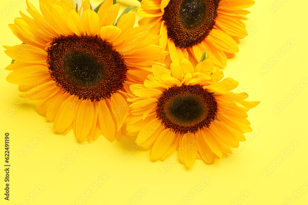 Beautiful sunflowers on yellow background