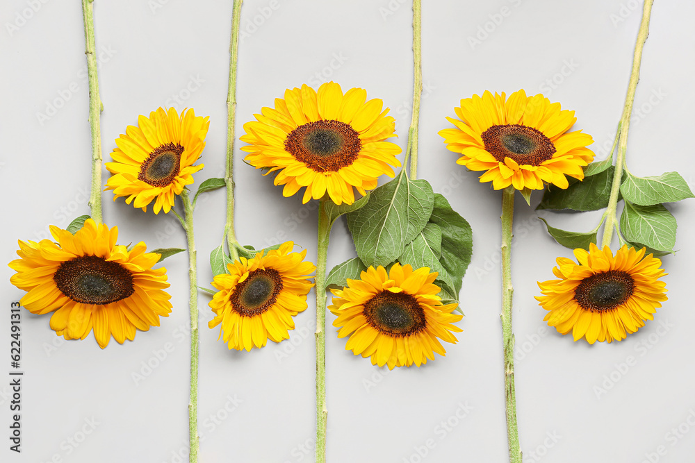 Beautiful sunflowers on grey background