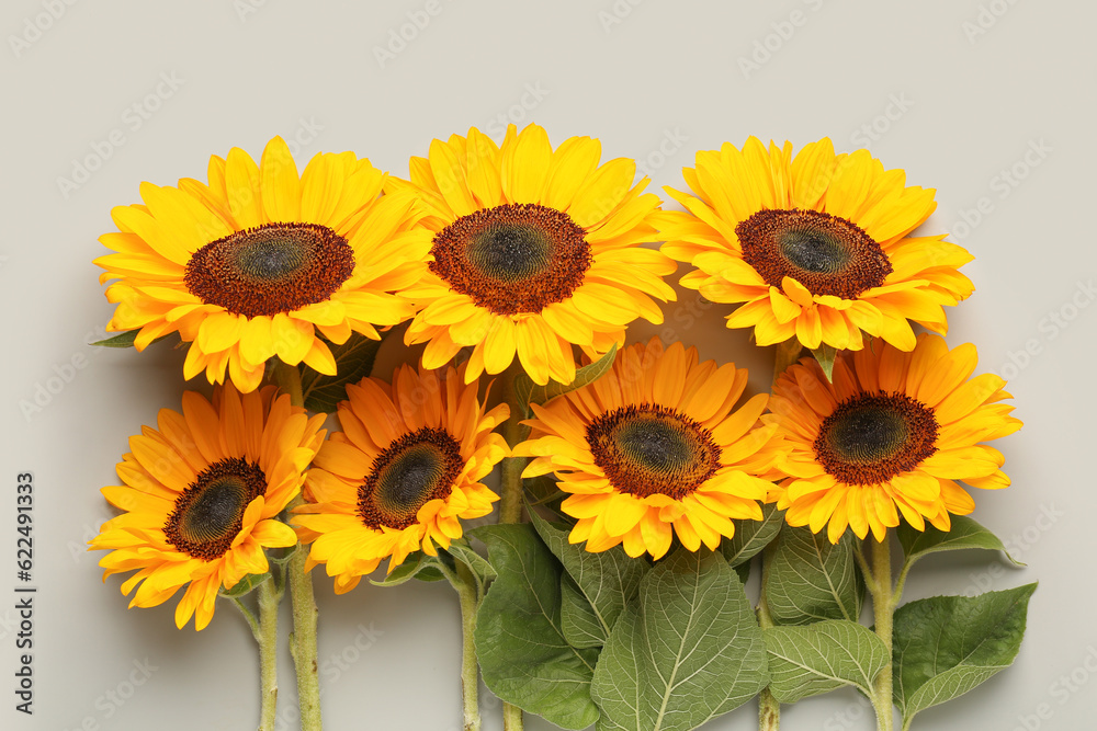 Beautiful sunflowers on grey background