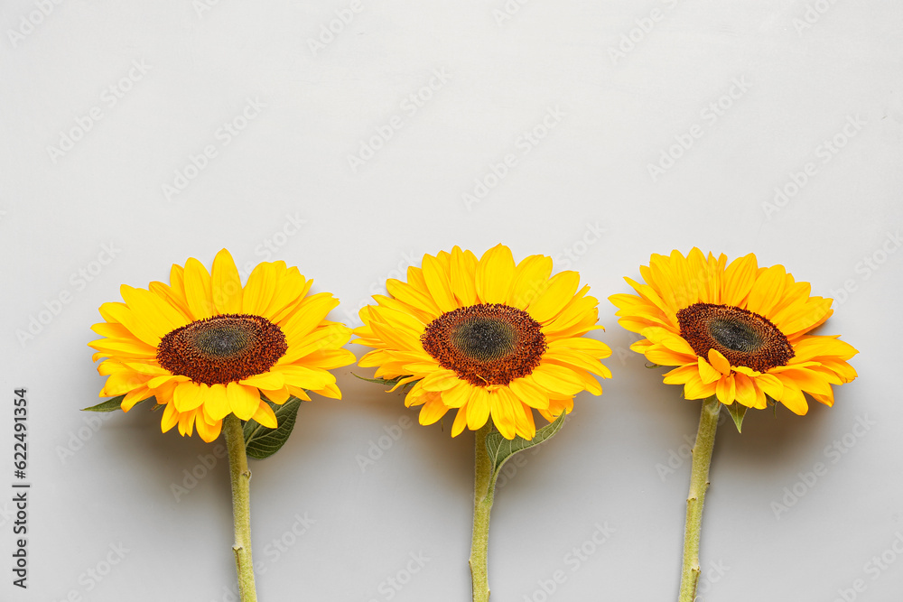 Beautiful sunflowers on grey background