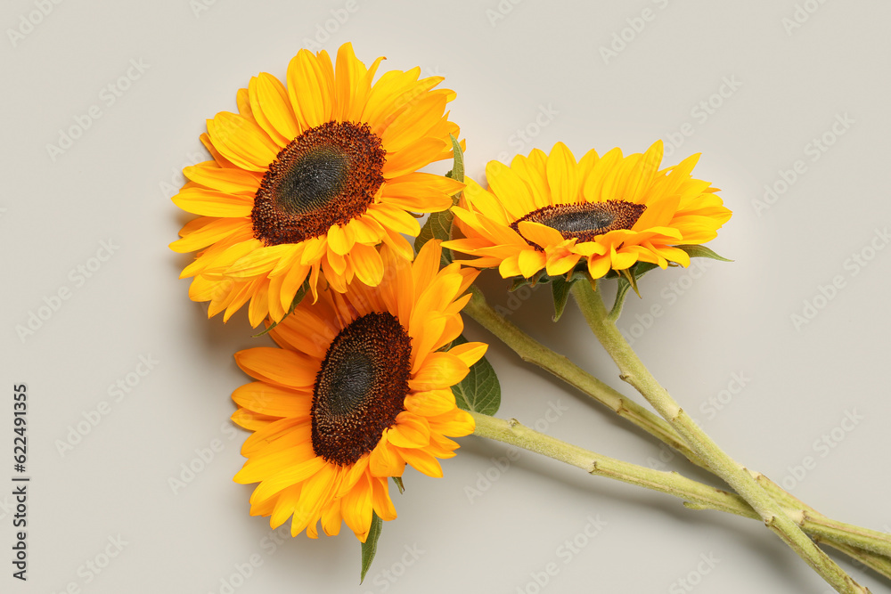 Beautiful sunflowers on grey background