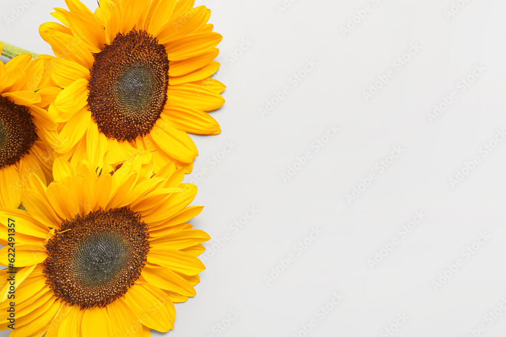 Beautiful sunflowers on grey background