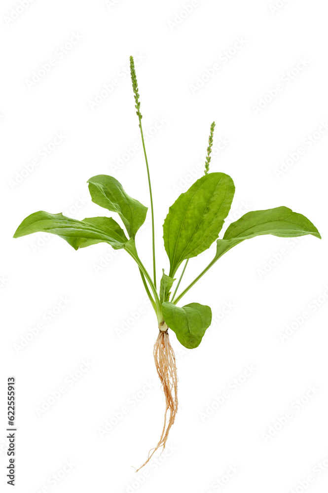 plantain with seeds isolated on white background. medicinal plant.