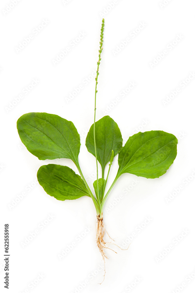 plantain with seeds isolated on white background. medicinal plant.