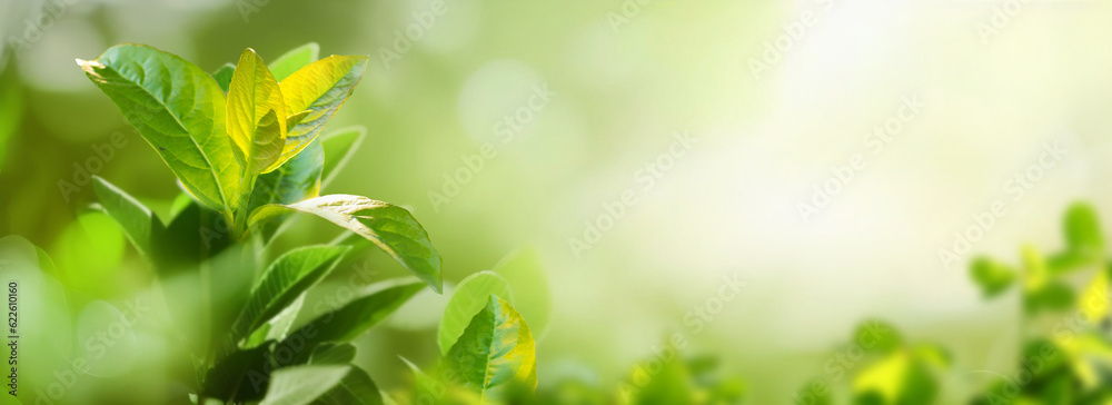 Beautiful natural spring summer defocused panoramic background frame with fresh juicy foliage and bo