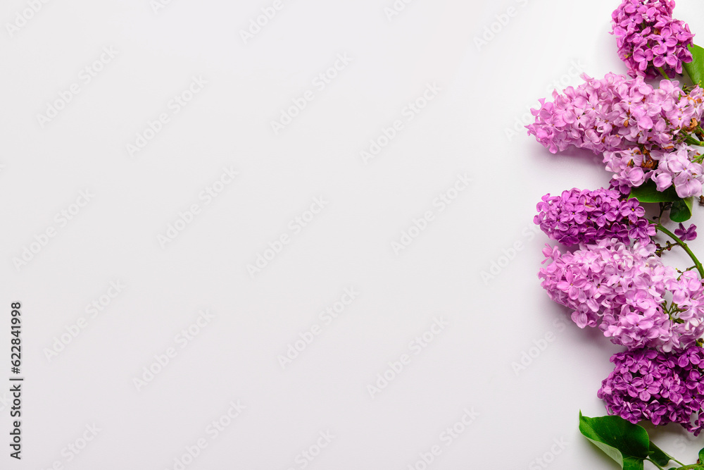 Beautiful bright lilac flowers on white background