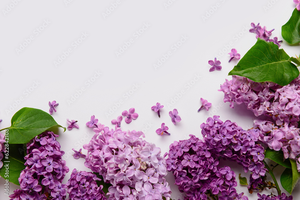 Beautiful bright lilac flowers on white background