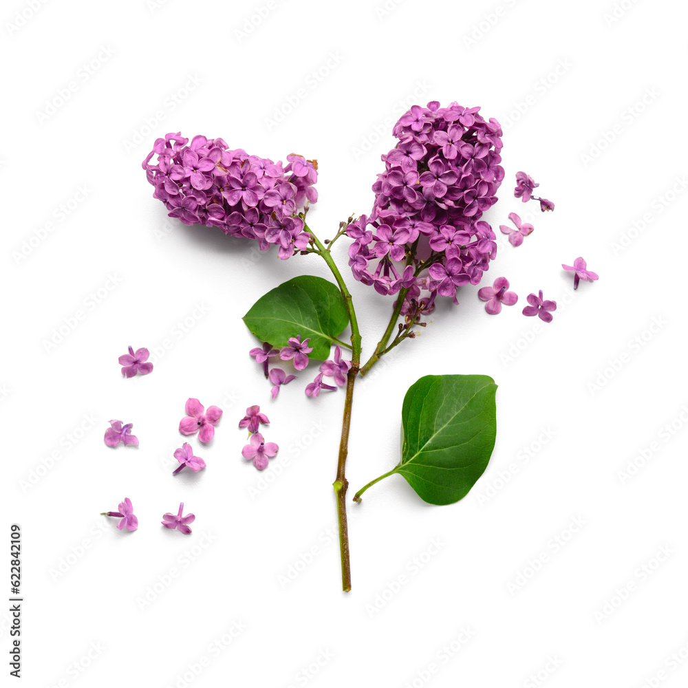 Branch of beautiful lilac flowers on white background