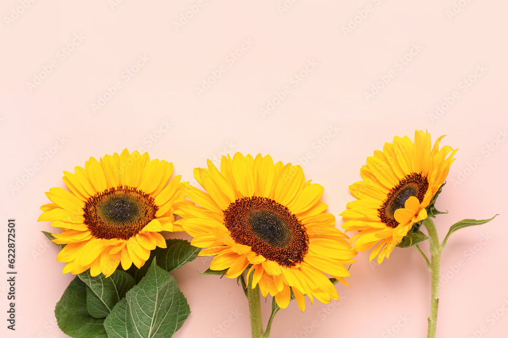 Beautiful sunflowers on pink background