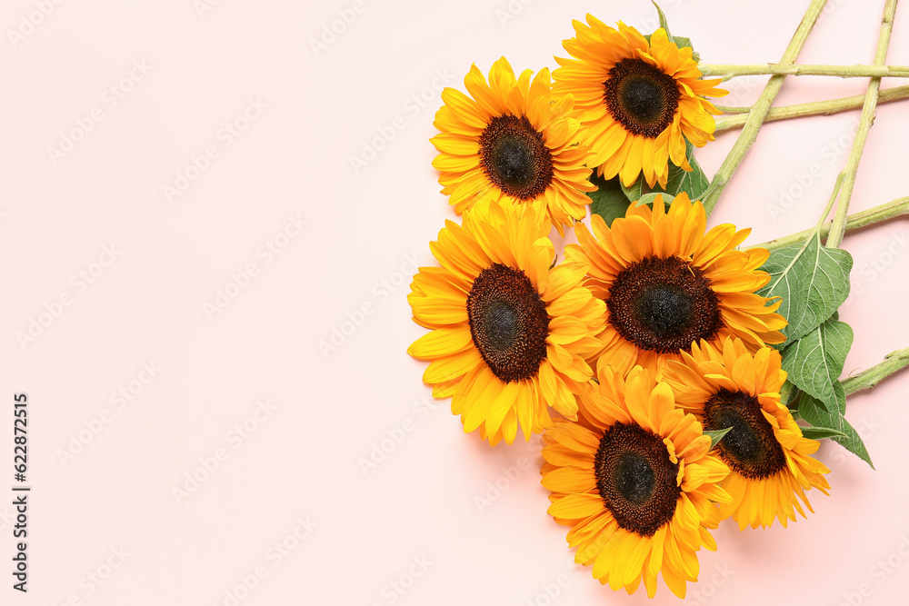 Beautiful sunflowers on pink background