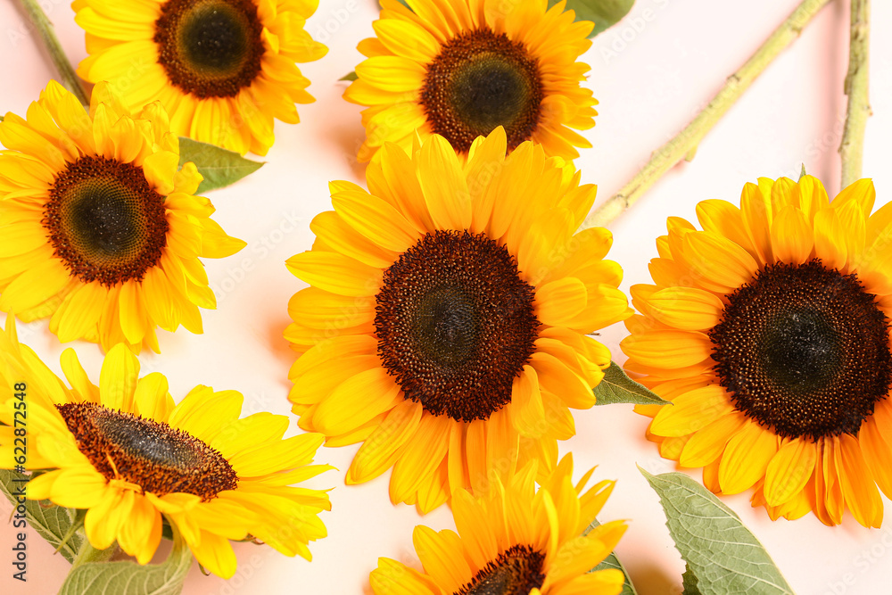 Beautiful sunflowers on pink background