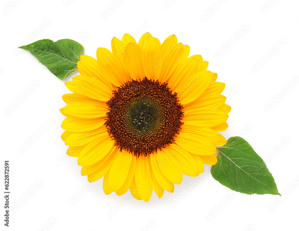 Beautiful sunflower with leaves on white background