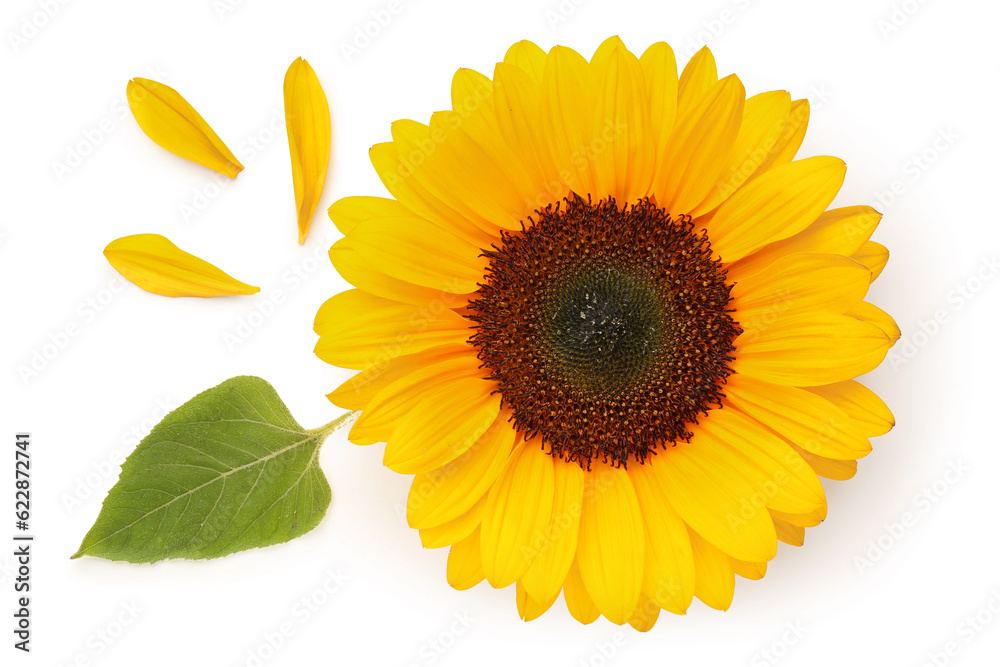 Beautiful sunflower with leaf and petals on white background