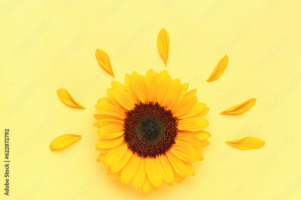 Beautiful sunflower and petals on yellow background