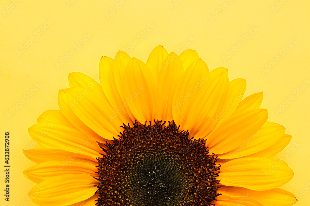 Beautiful sunflower on yellow background