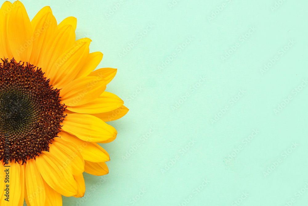 Beautiful sunflower on blue background