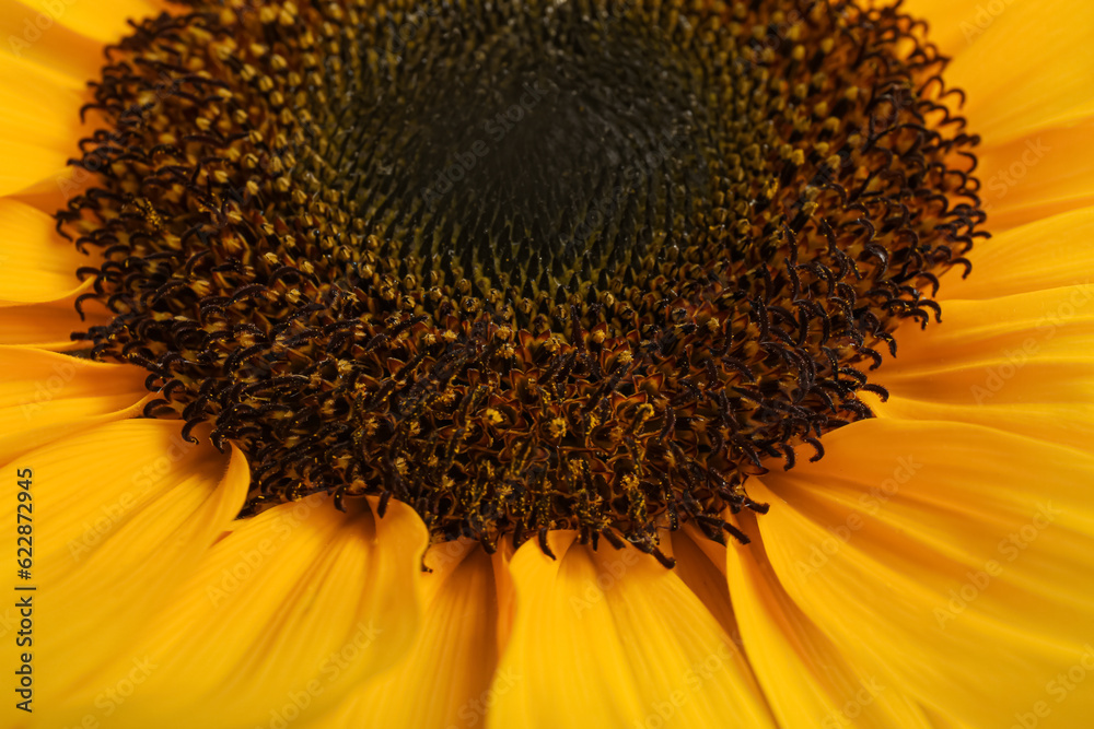 Texture of beautiful sunflower as background