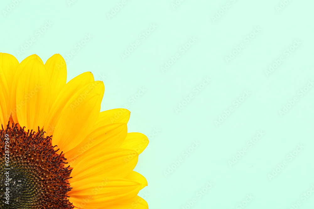 Beautiful sunflower on blue background