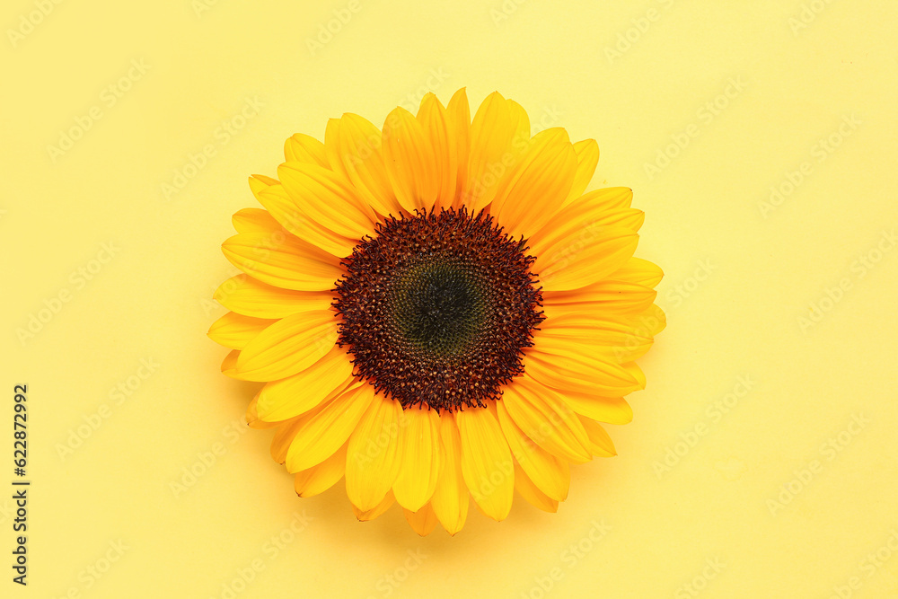 Beautiful sunflower on yellow background