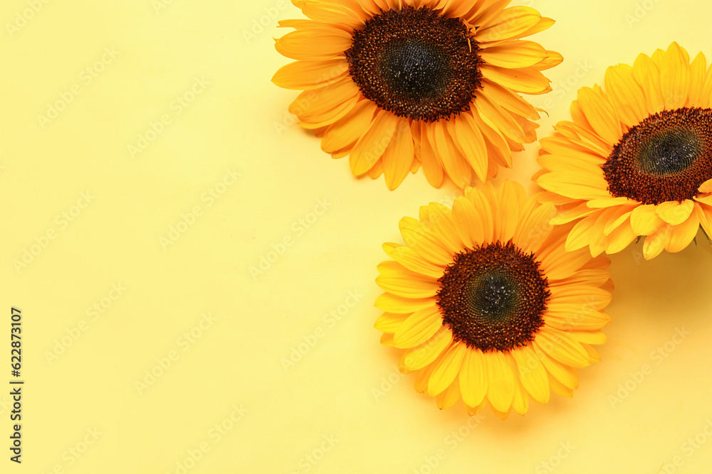 Beautiful sunflowers on yellow background