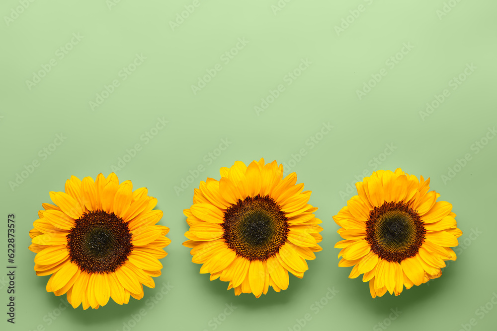 Beautiful sunflowers on green background