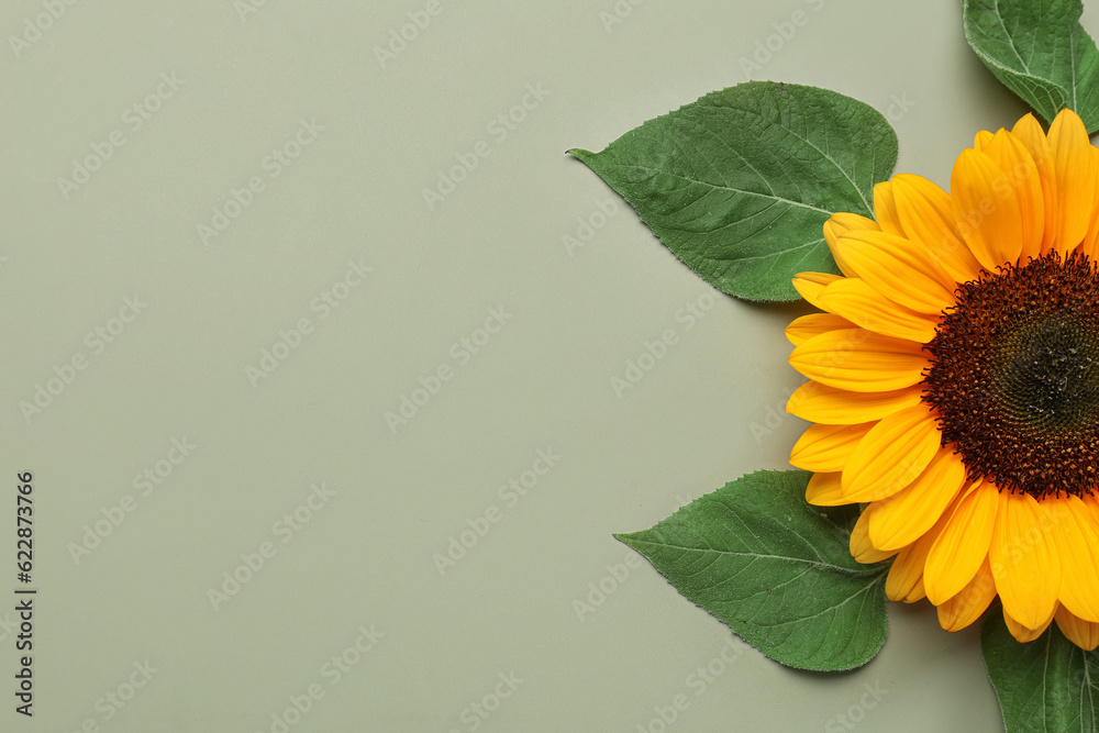 Beautiful sunflower and leaves on green background