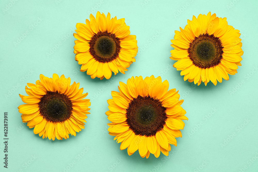 Beautiful sunflowers on turquoise background