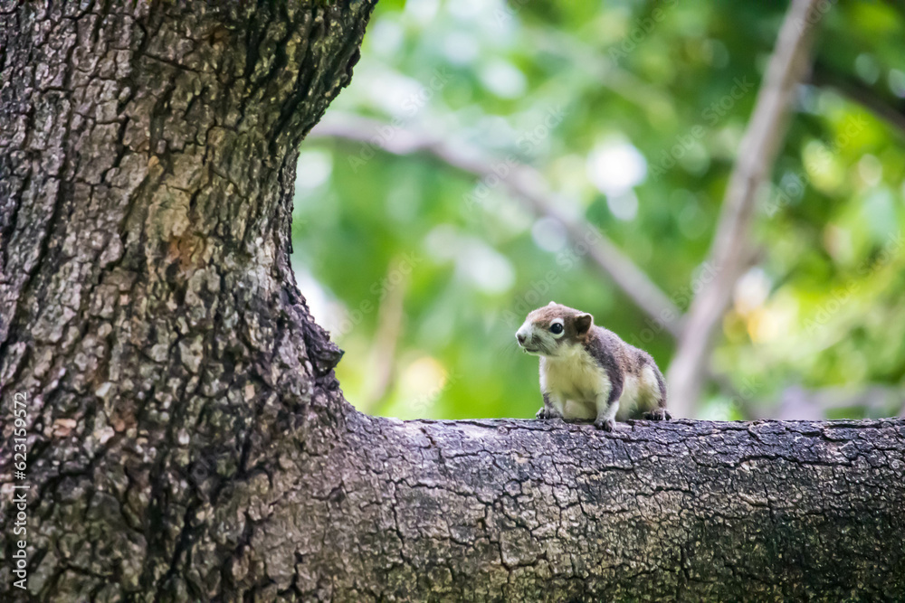 Closeup portrait of variable squirrel Callosciurus finlaysonii, sitting on a tree branch in a Thaila