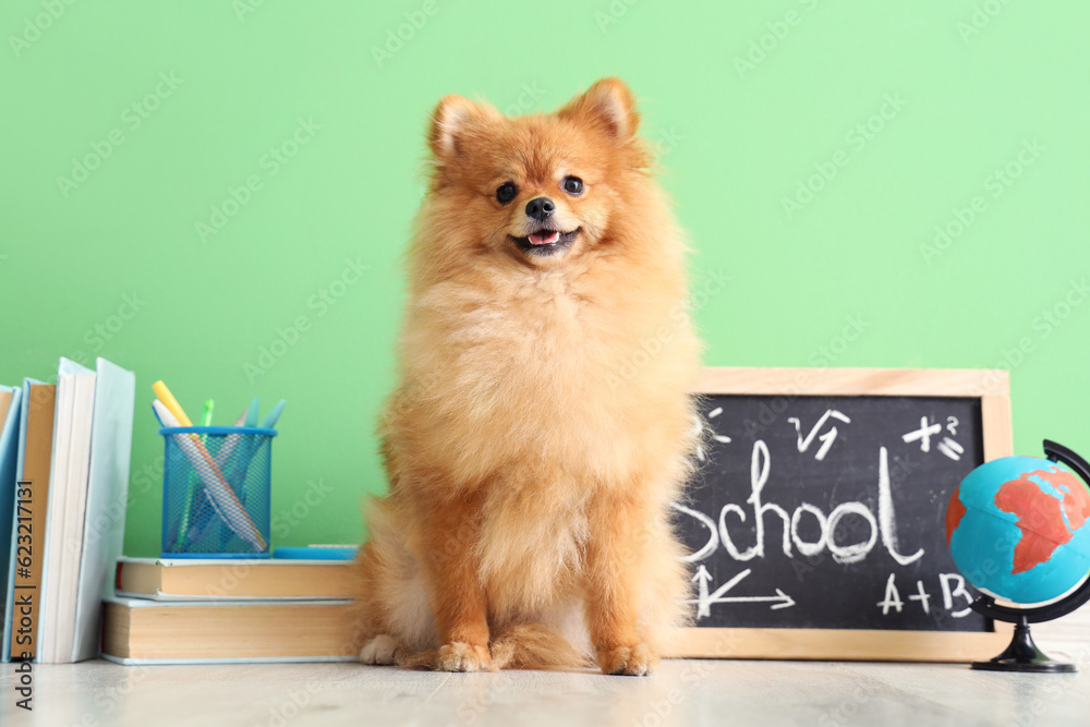 Cute Pomeranian dog with school supplies near green wall