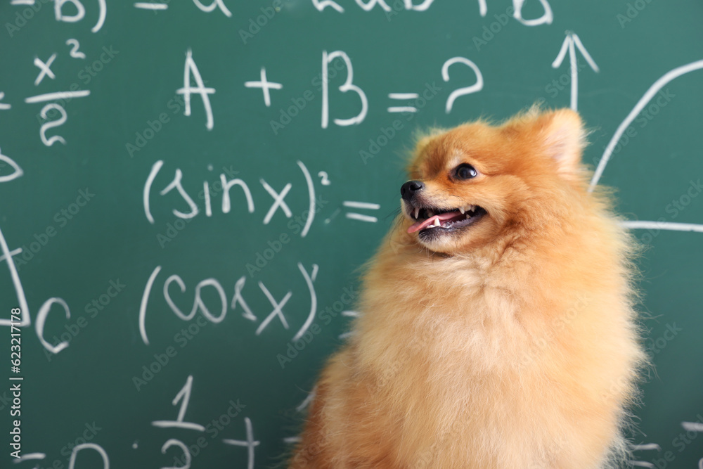 Cute Pomeranian dog near school chalkboard, closeup