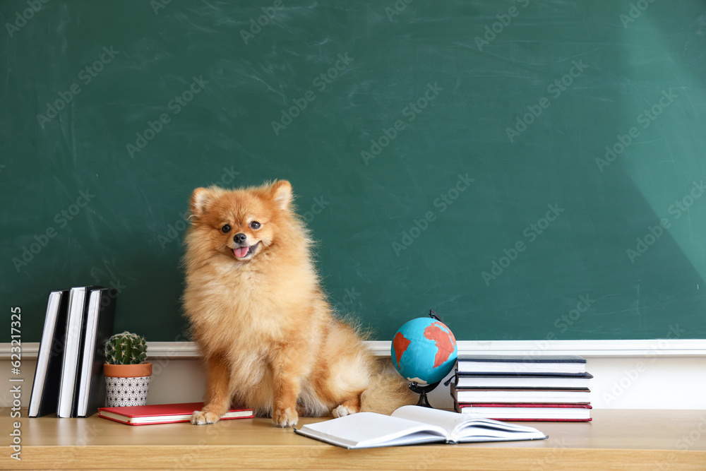 Pomeranian dog with school supplies on table near chalkboard