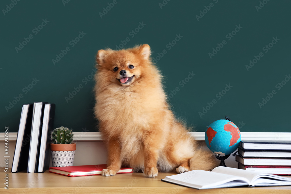 Pomeranian dog with school supplies on table near chalkboard