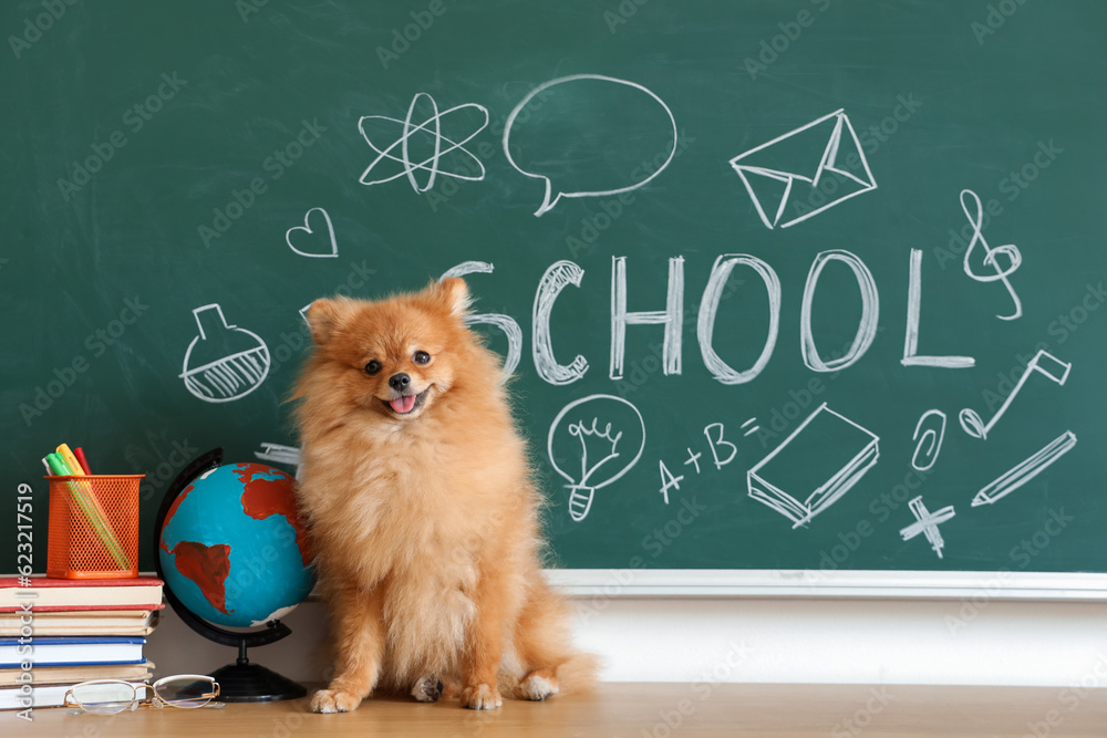 Pomeranian dog with school supplies on table near chalkboard