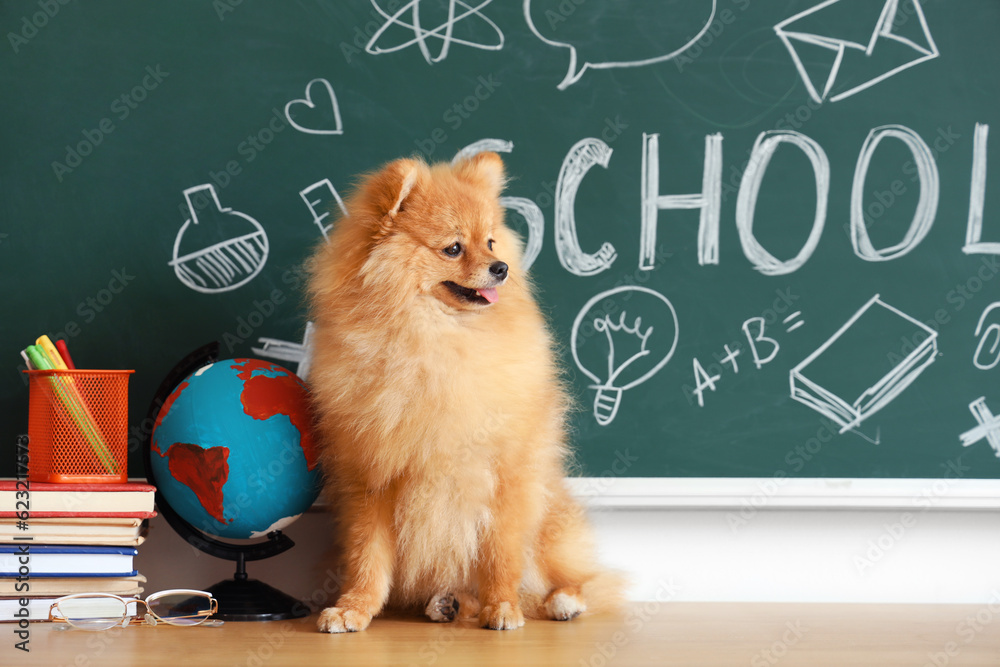 Pomeranian dog with school supplies on table near chalkboard