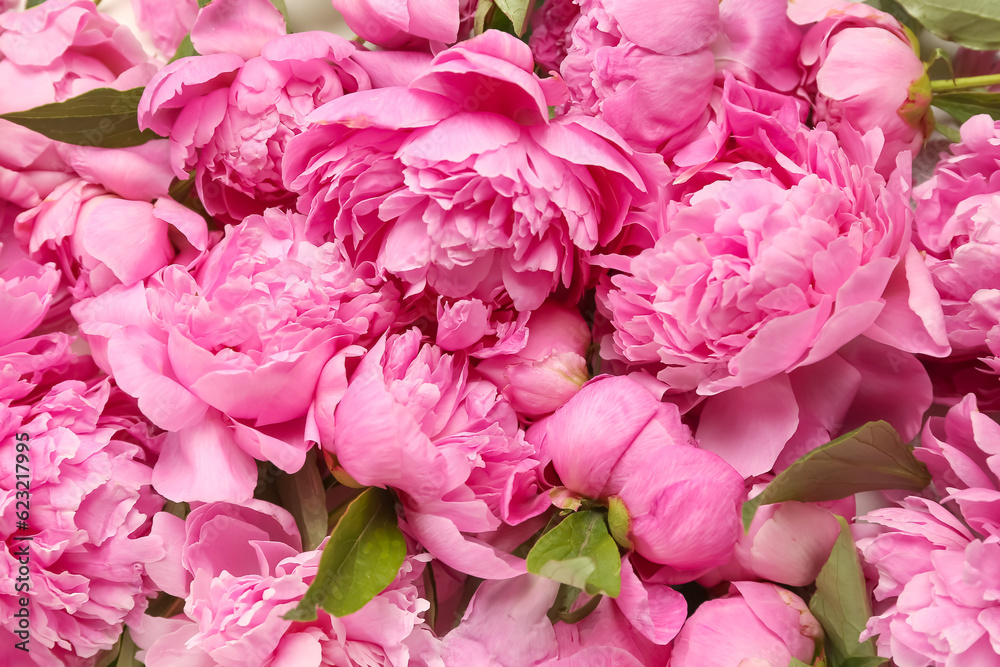 Pink peony flowers as background, closeup