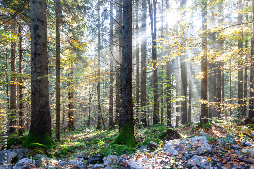 Magic sunlight with rays in autumn forest landscape.