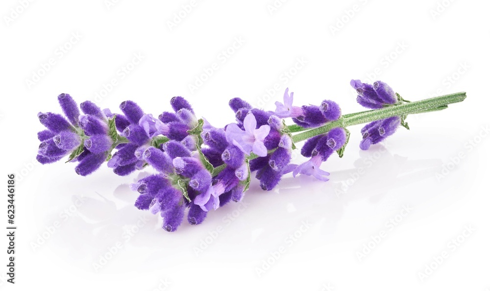 Lavender flowers isolated on white background