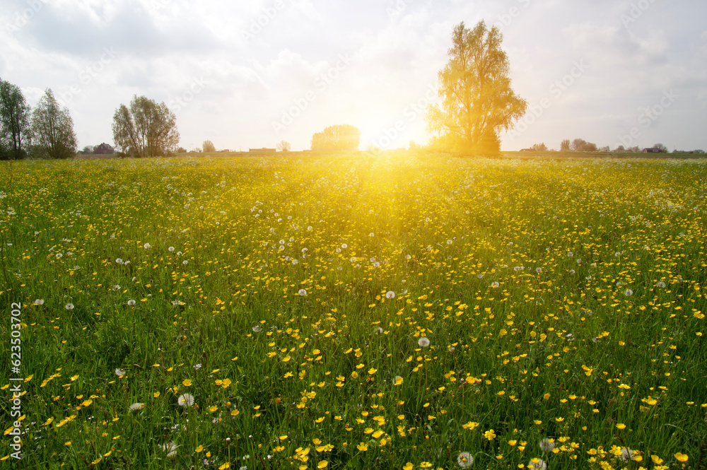 Landscape of green meadow on sunlight