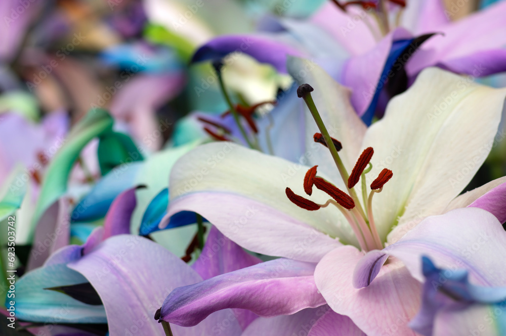 Multi-colored lily close-up