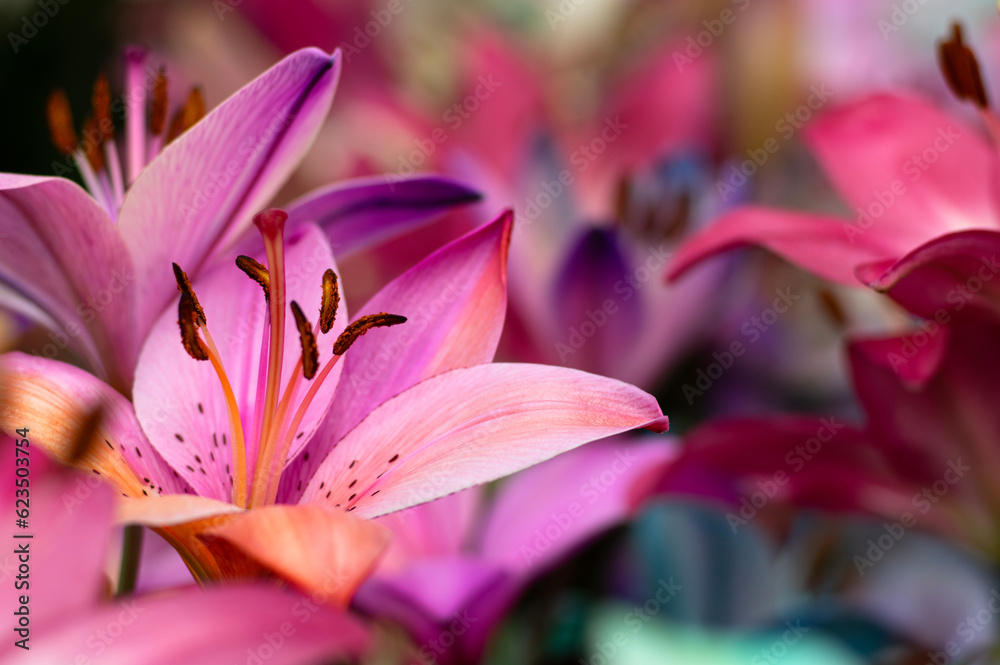 Multi-colored lily close-up