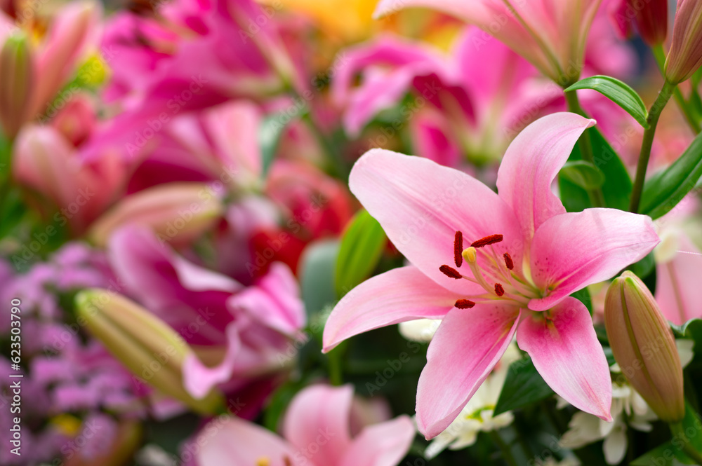 Multi-colored lily close-up