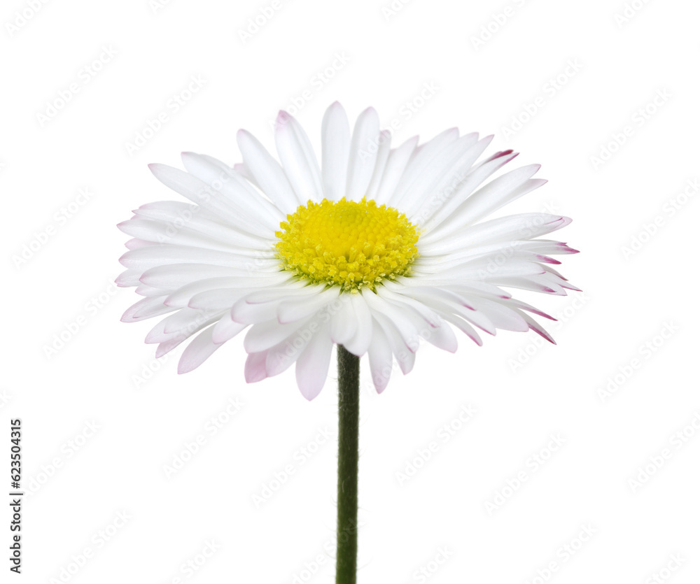 Chamomile or camomile isolated on white background.