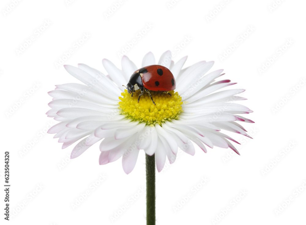 Ladybug on the chamomiles flower