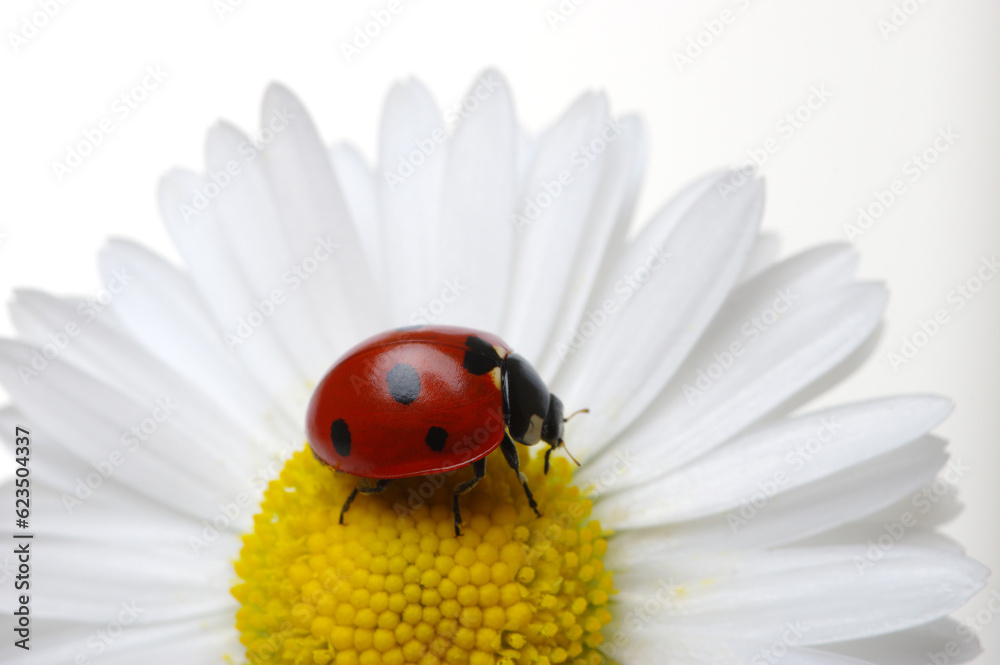 Ladybug on the chamomiles flower