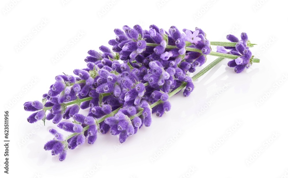 Lavender flowers isolated on white background