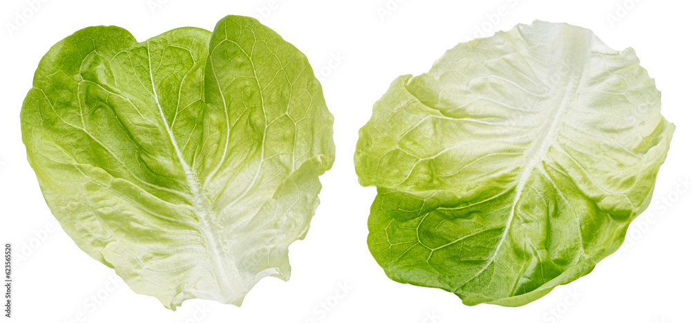 Iceberg lettuce leaves isolated on white background