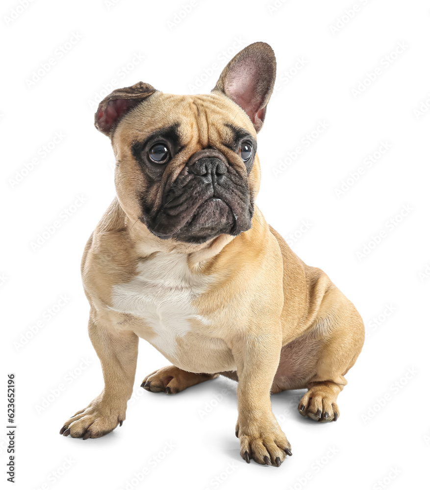 Cute French bulldog on white background