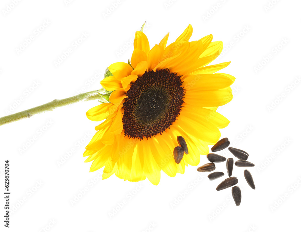 Flying sunflower and seeds on white background